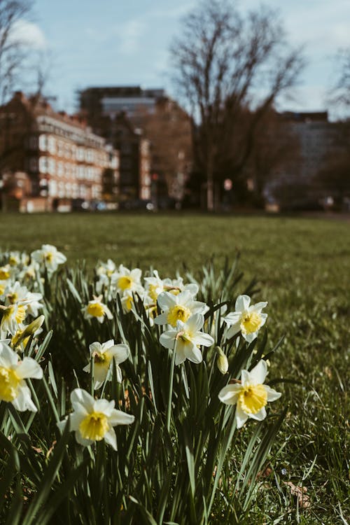 Gratis arkivbilde med blomst, blomstre, bygninger