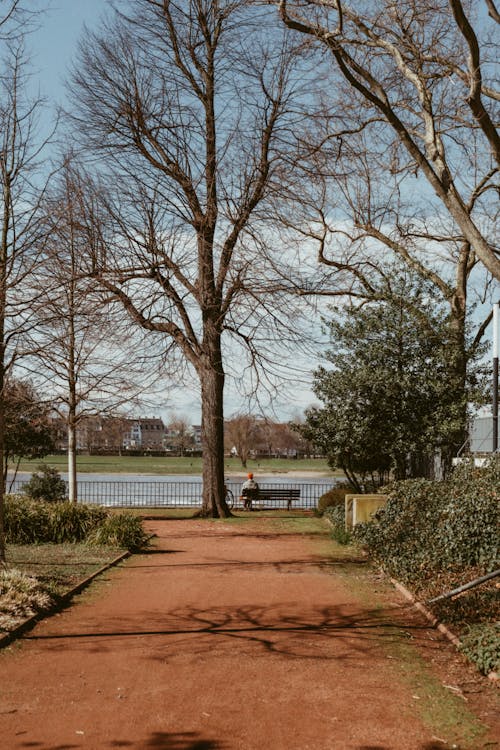 Alley and Trees in a Park 