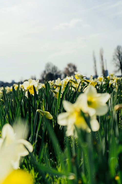 Close-up of Daffodils in a Park 