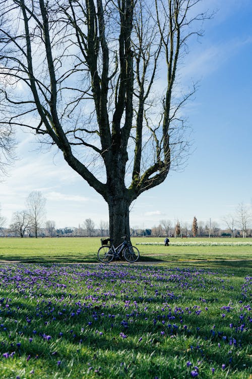 Gratis arkivbilde med blå himmel, blomst, blomster