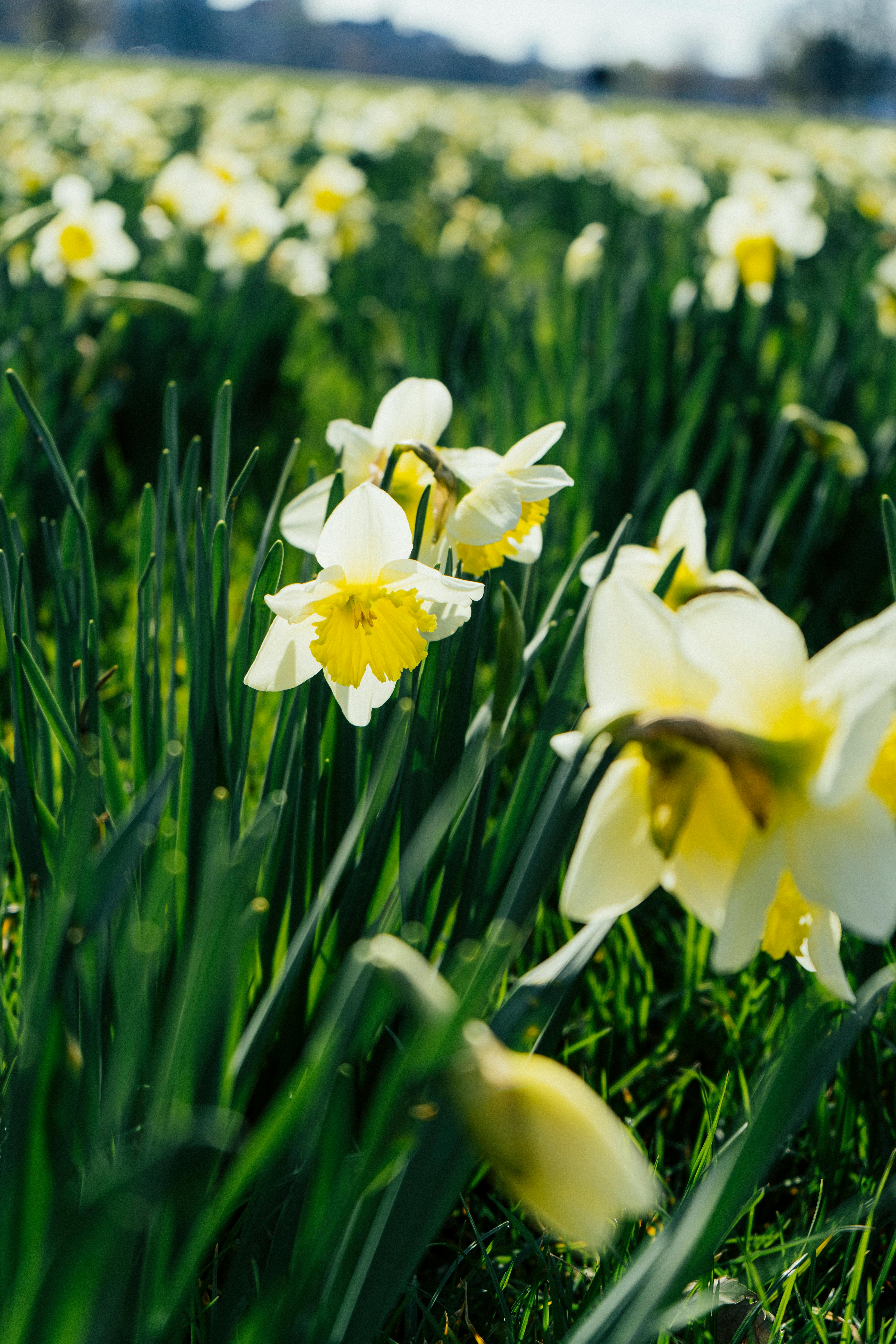 Closeup of Yellow Jonquils Flowers · Free Stock Photo