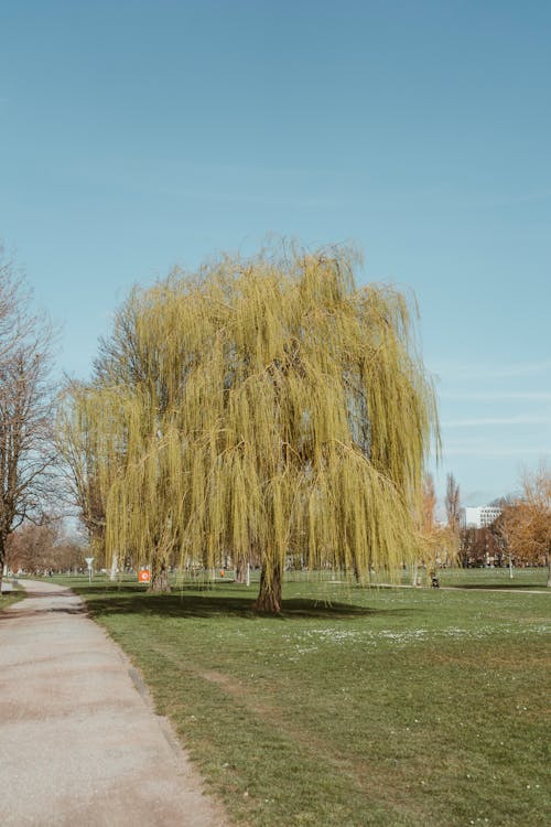 View of a Large Willow Tree by a Walkway in a Park under Clear, Blue Sky 