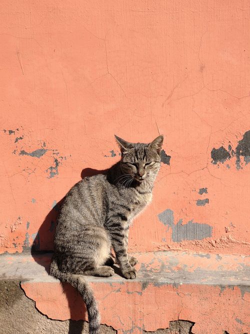 Free Gray tabby cat sitting against a weathered orange wall in sunlight. Stock Photo