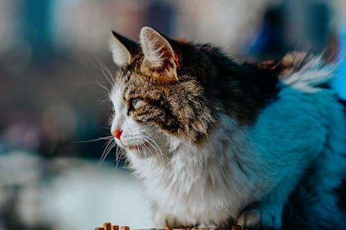 Základová fotografie zdarma na téma detail, domácí mazlíčci, fotografování zvířat