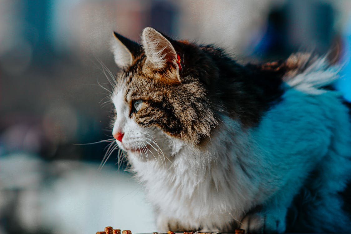 Foto profissional grátis de animais de estimação, curiosidade, fechar-se