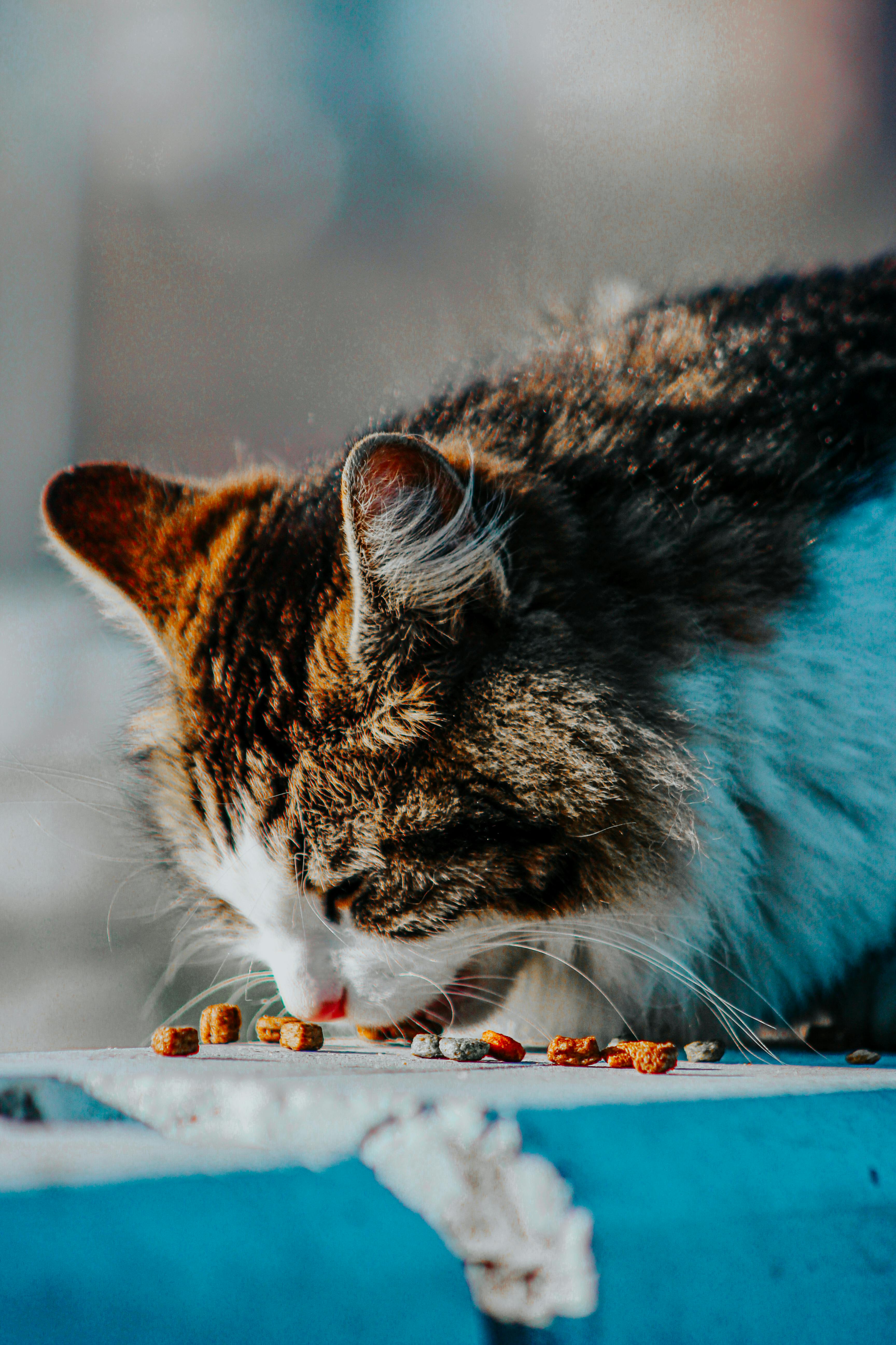Close-up of a Cat Eating Cat Food