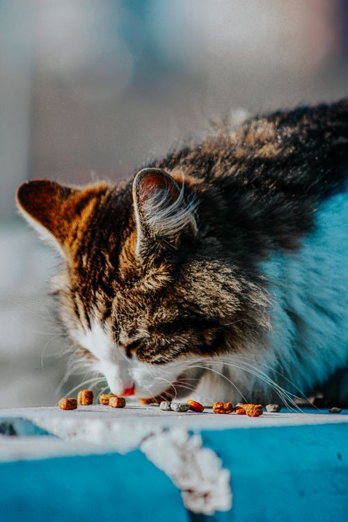Free A domestic cat enjoys its meal outdoors in natural light, capturing a serene moment of animal life. Stock Photo