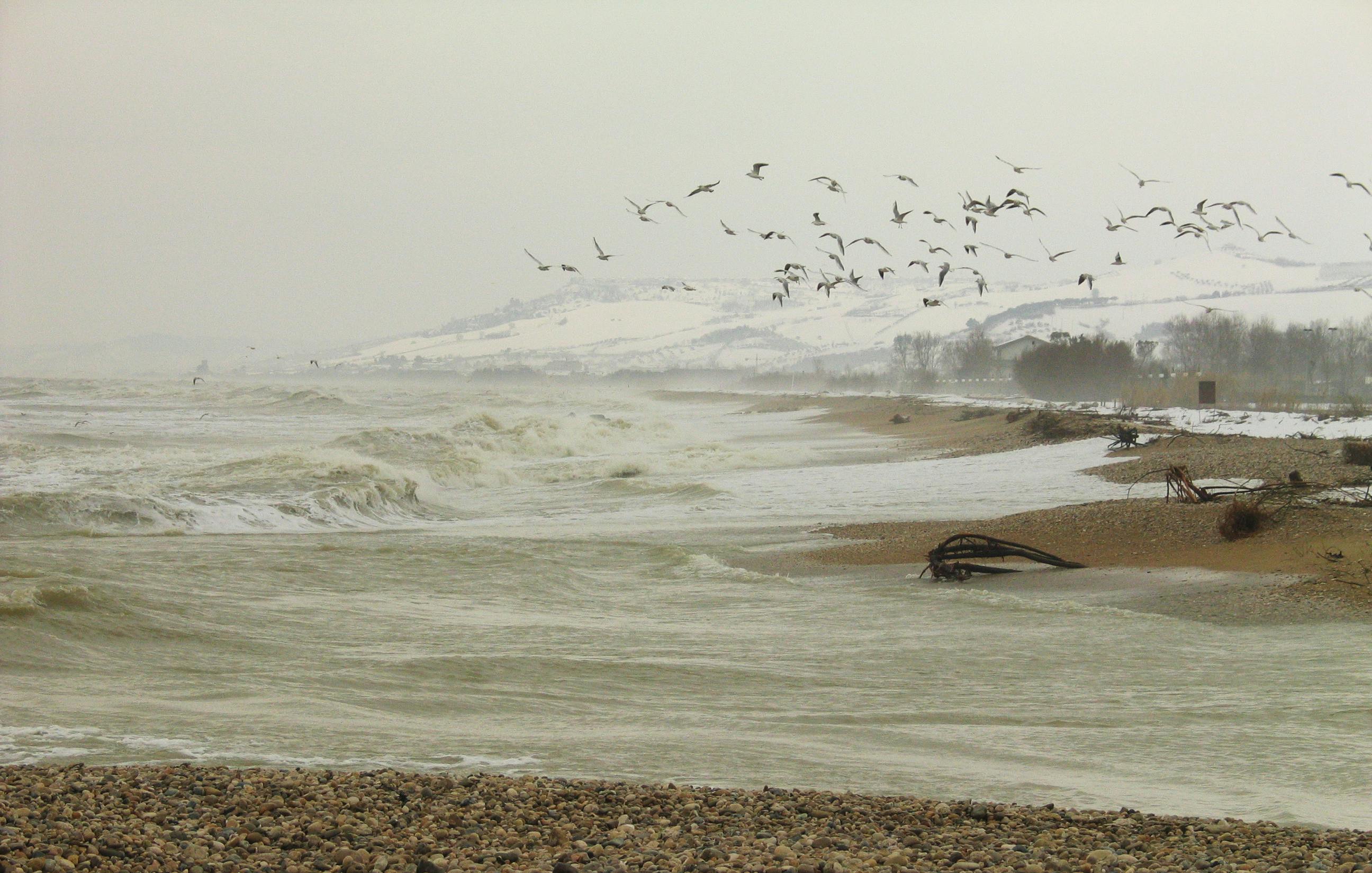 a flock of birds flying over a beach