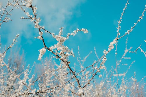 Cherry Blossom Branches on the Background of a Blue Sky 