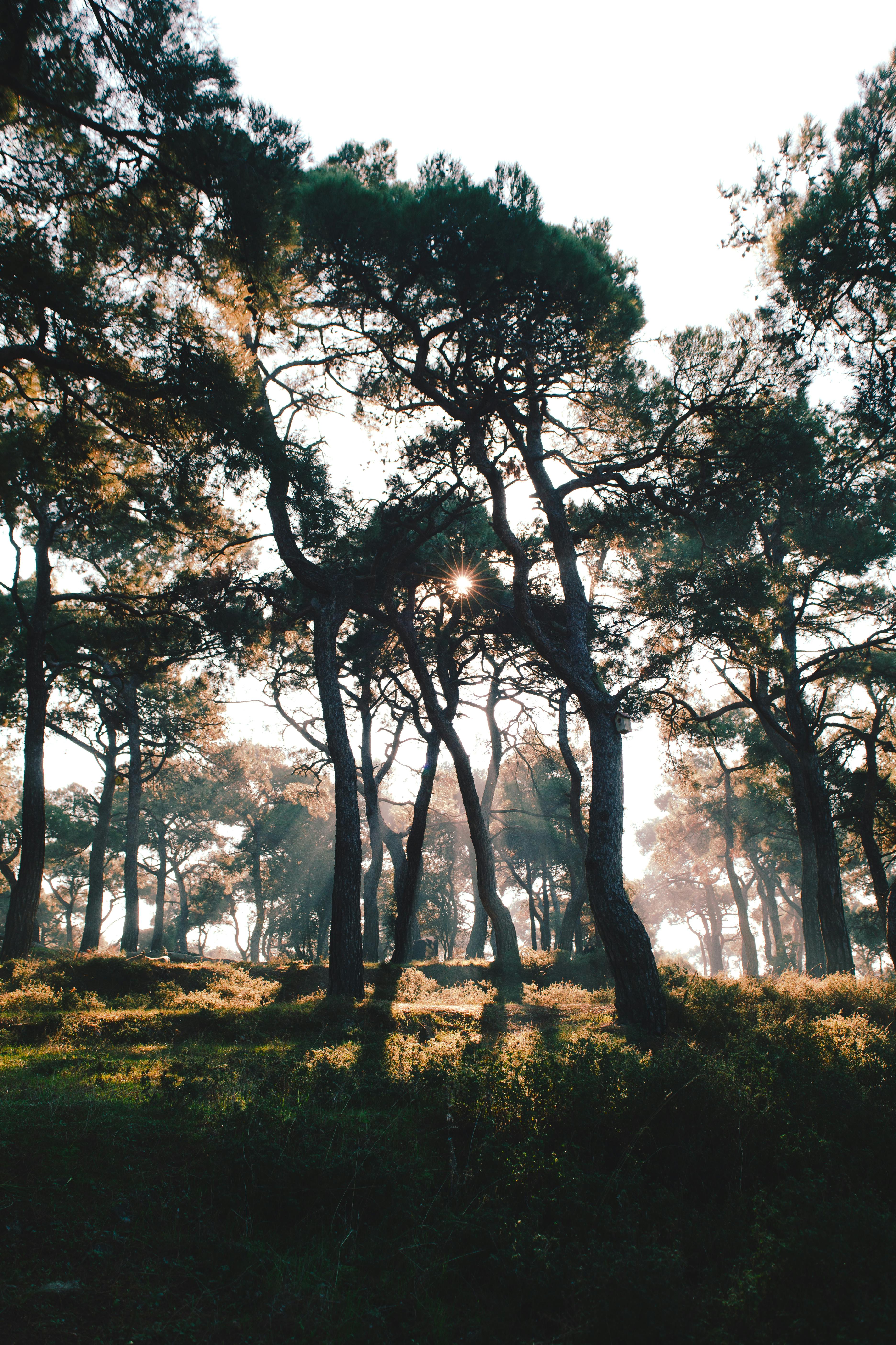 Majestic pine trees illuminated by sunlight in Büyükada, Istanbul, capturing serene natural beauty.