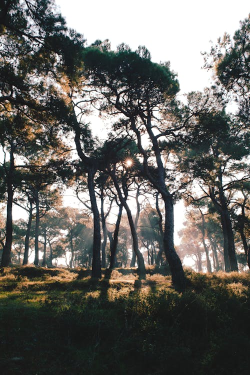 ağaçlar, background, çayır içeren Ücretsiz stok fotoğraf