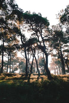 Majestic pine trees illuminated by sunlight in Büyükada, Istanbul, capturing serene natural beauty.