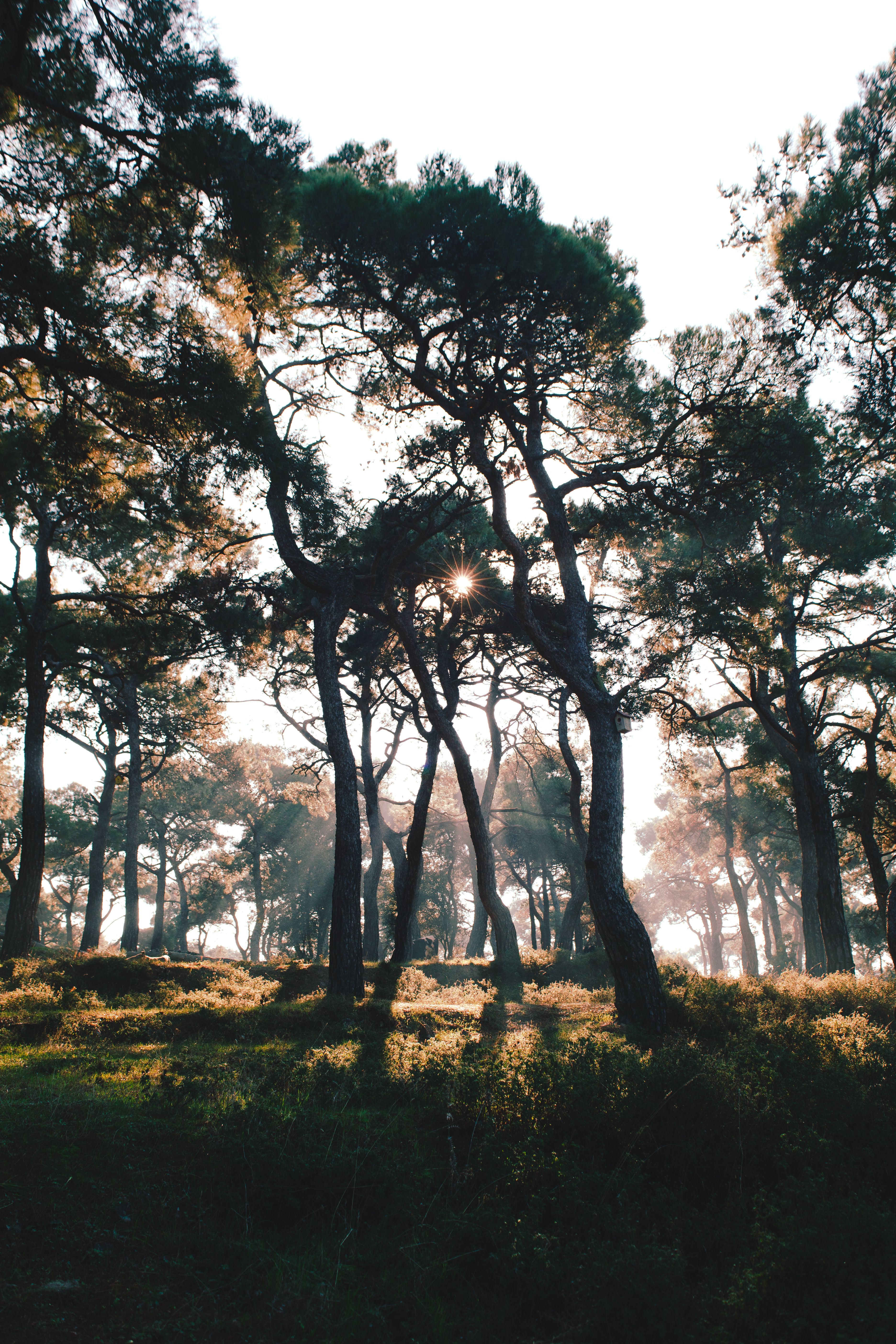 View of Sun Shining between the Trees in a Park · Free Stock Photo