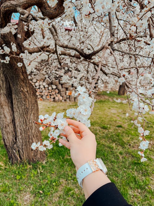 Woman Touching Cherry Blossom Flowers