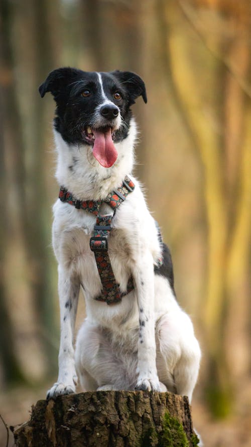 Gratis arkivbilde med bedårende, dyr, hund