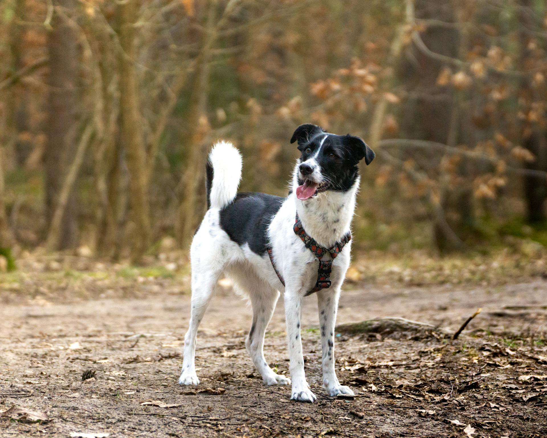 A Black and White Dog with a Harness on a Path in the Forest