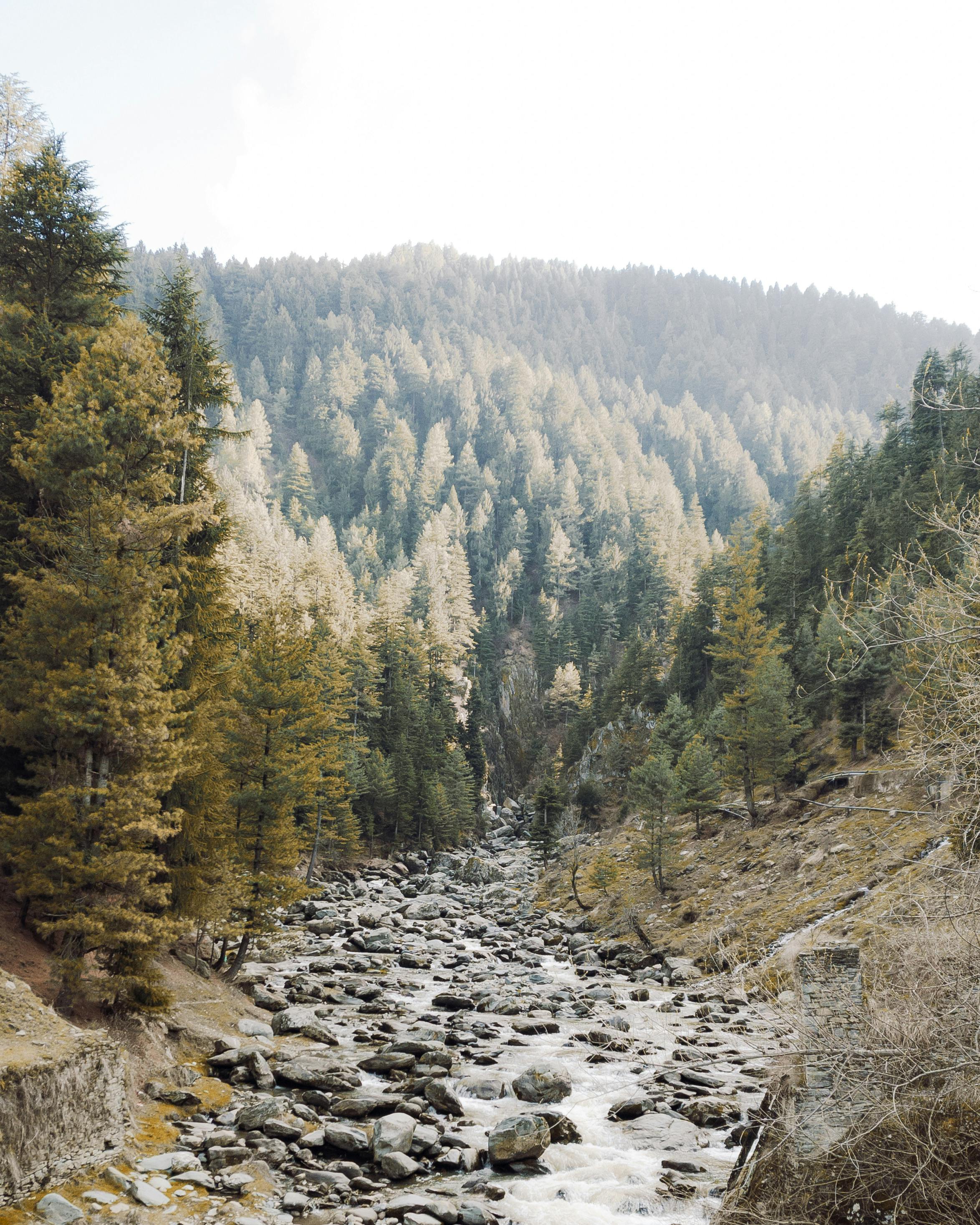 Peaceful river stream surrounded by lush evergreen forest in Tangmarg, showcasing natural beauty.