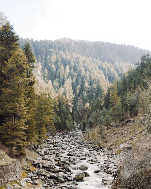 Free Peaceful river stream surrounded by lush evergreen forest in Tangmarg, showcasing natural beauty. Stock Photo