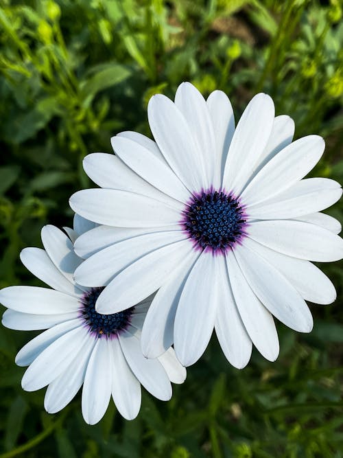 Close-up of White Flowers 