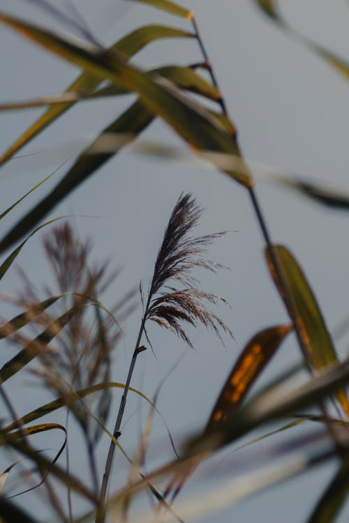 Close-up of Reed 