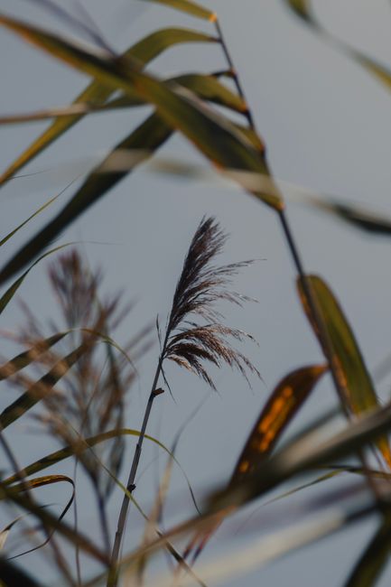Captivating close-up shot of tall reeds against a dusky sky, showcasing natural beauty and tranquility.