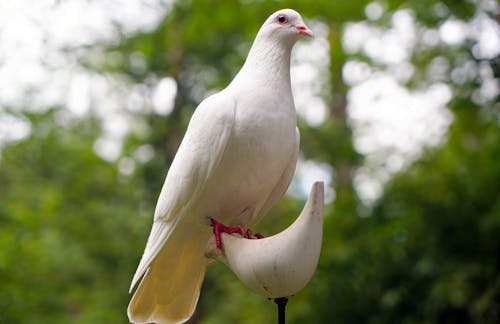 흰색 새 그림 스탠드에 흰색 비둘기