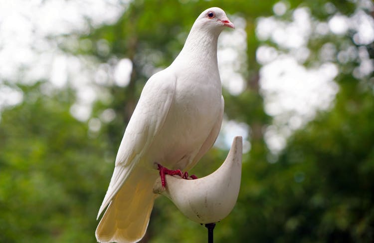 White Dove On White Bird Figure Stand