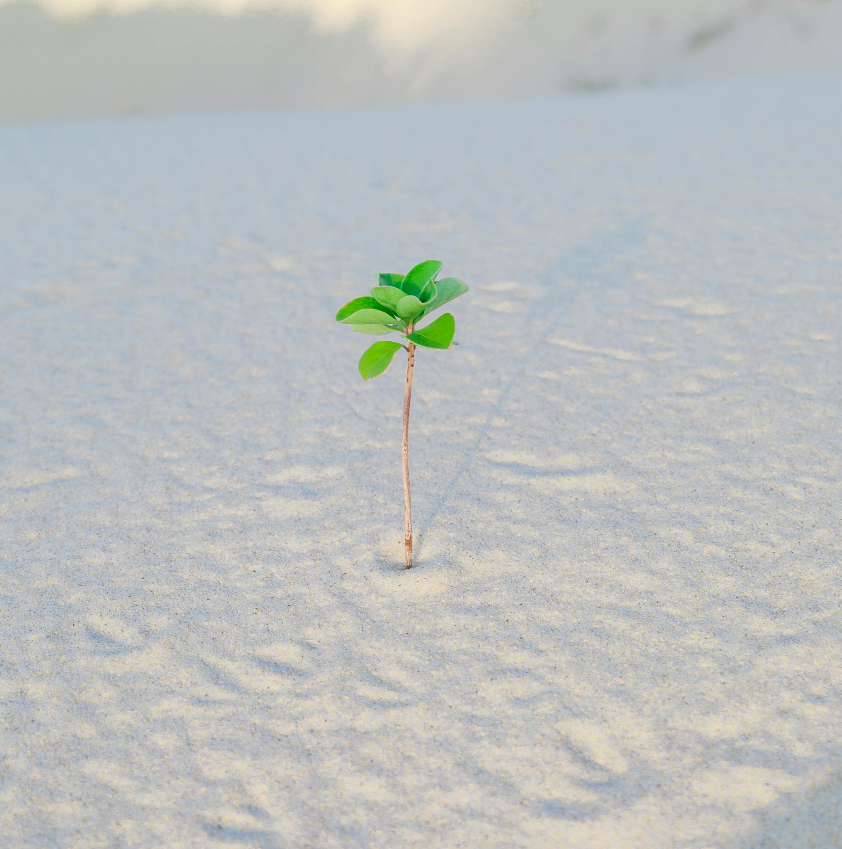 plant growing on a sand
