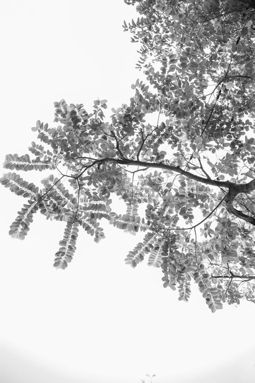 Black and White Shot of Tree Branches and Foliage 