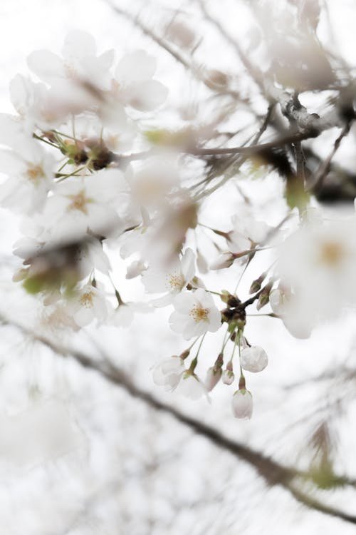 White Cherry Blossoms