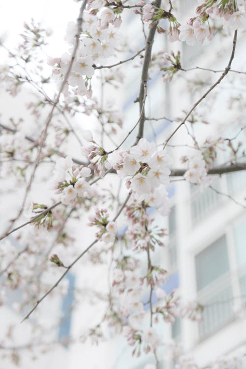 Close-up of Tree Branches in Blossom 