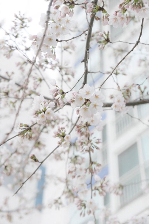 Free A close-up of cherry blossoms on branches, highlighting the beauty of spring. Stock Photo