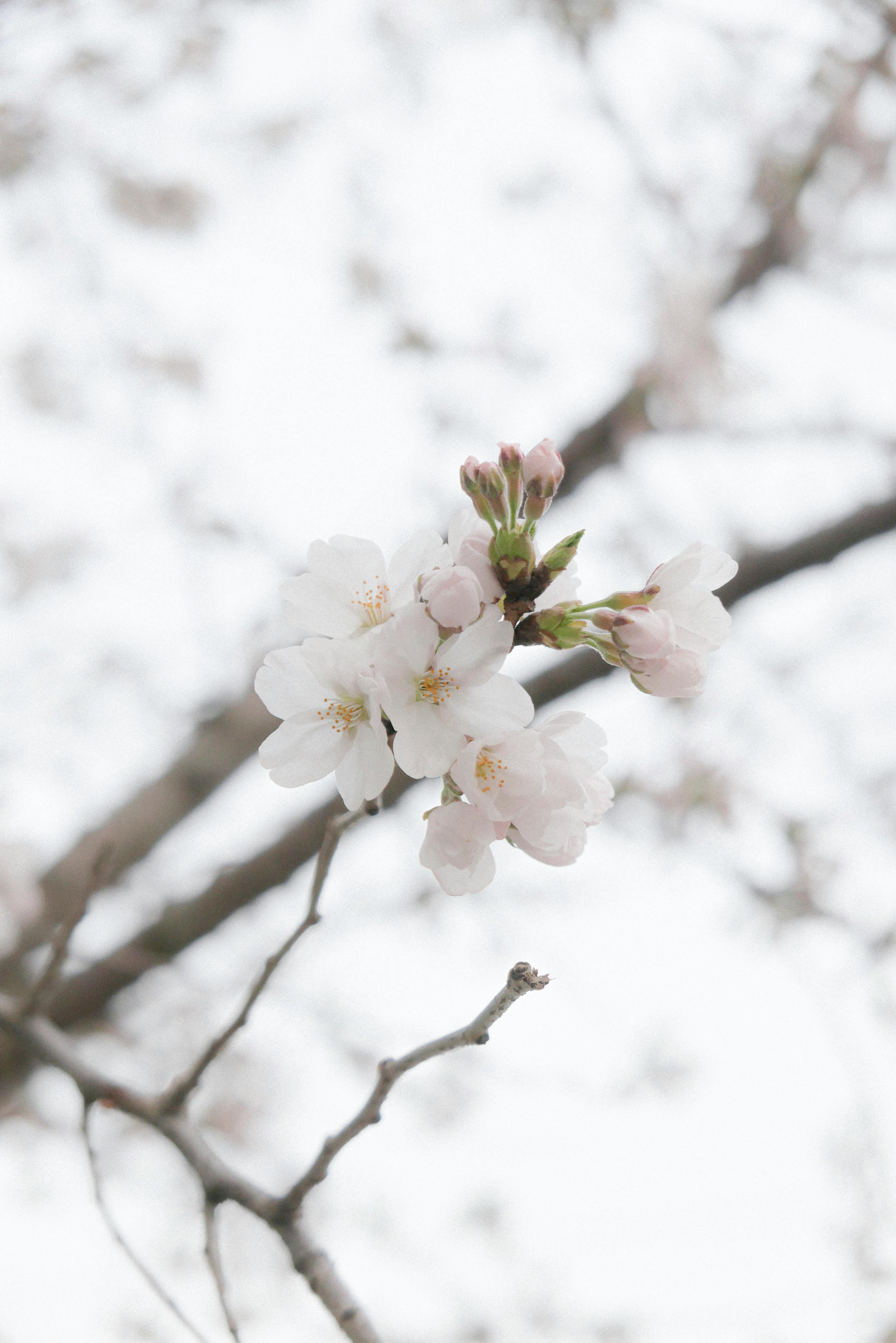 blooming flowers on a tree branch