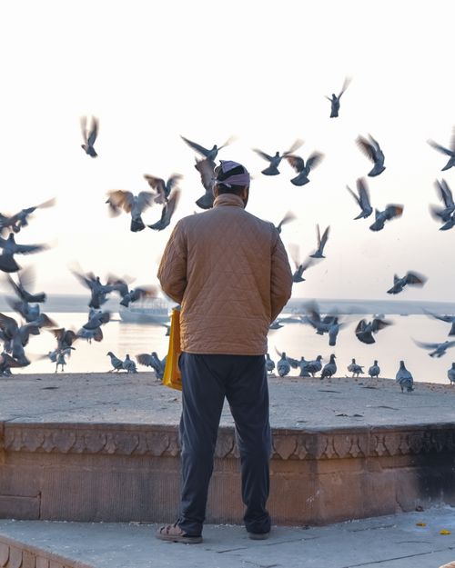 Free A man stands by a waterside feeding birds, creating a peaceful scene. Stock Photo