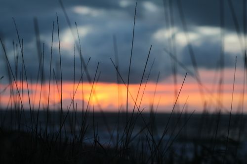 Silhouette of a Grass during Sunset · Free Stock Photo
