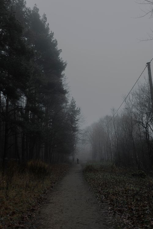 Free Eerie misty forest scene with a lone figure on a foggy path, creating a mysterious atmosphere. Stock Photo