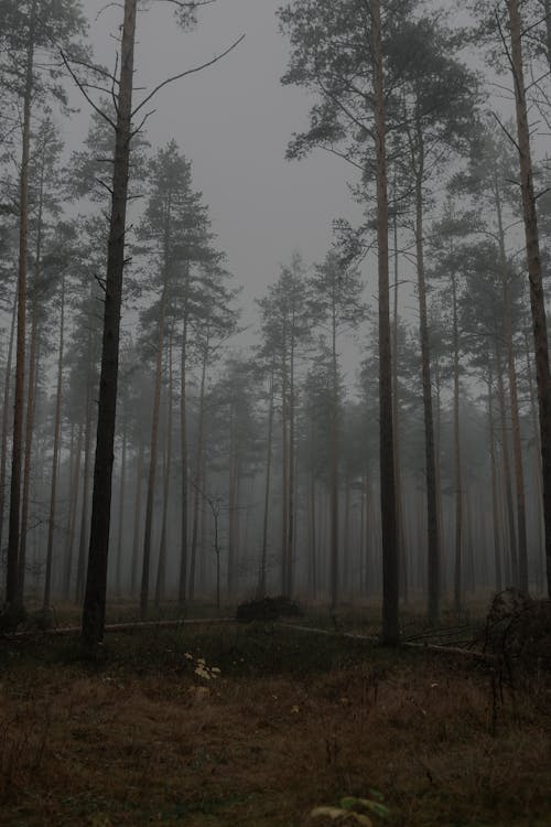 Foto profissional grátis de alvorecer, árvores, cair da noite