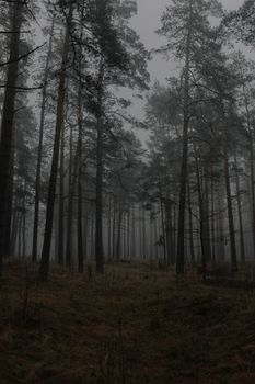 Eerie foggy forest scene with towering pine trees in a dense, mysterious atmosphere.