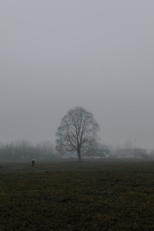 Kostenloses Stock Foto zu außerorts, baum, einsamkeit