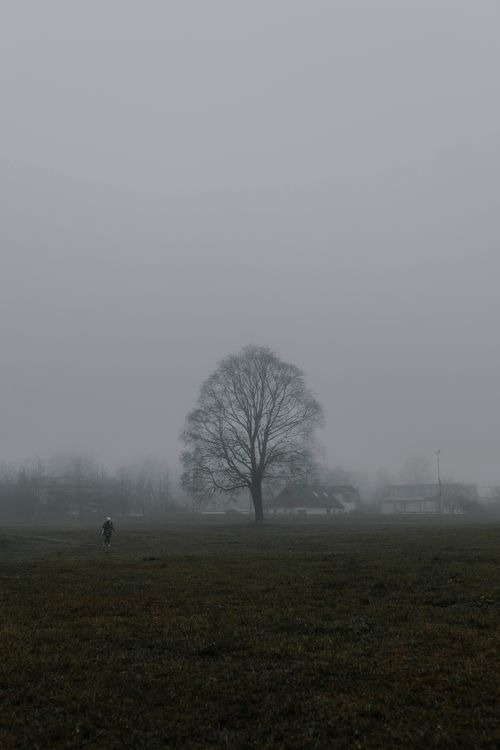 Free A solitary tree in a foggy field with a rural house in the background, captured at dusk. Stock Photo