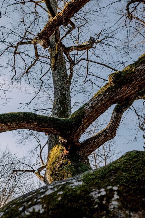 Free Dramatic view of a tree trunk with moss and lichen in a winter setting. Stock Photo
