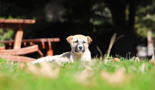 Fotos de stock gratuitas de acostado, animal, canino