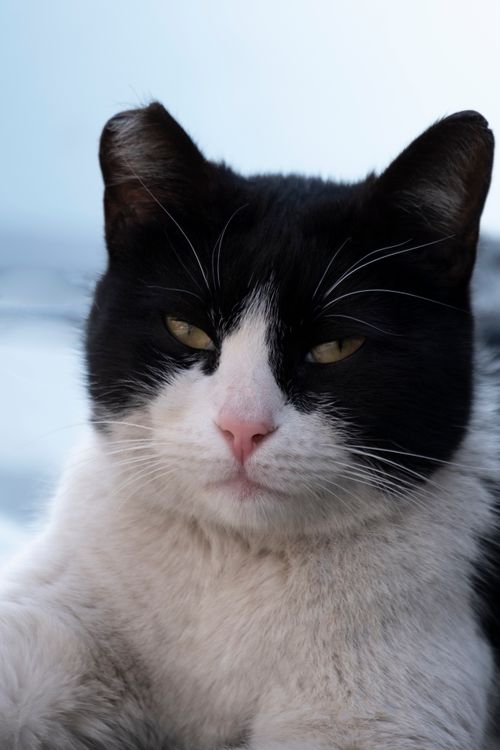 Free Detailed close-up portrait of a black and white cat with striking features. Stock Photo