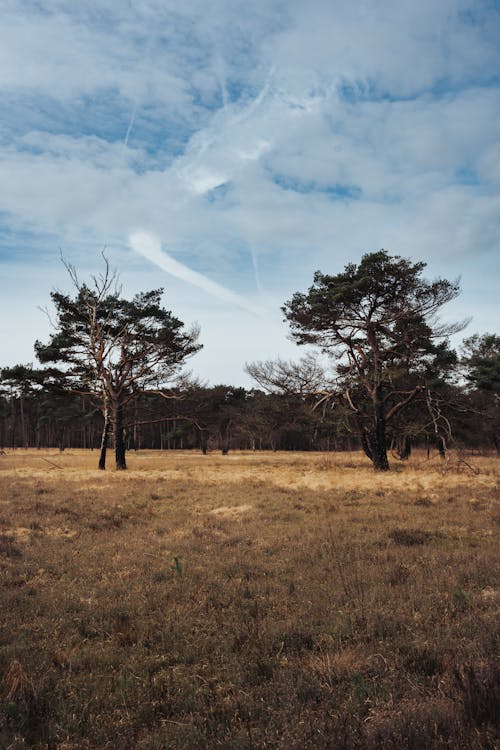 Foto d'estoc gratuïta de arbres, camp, paisatge