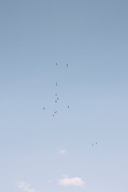 Silhouettes of a Flock of Birds in the Sky