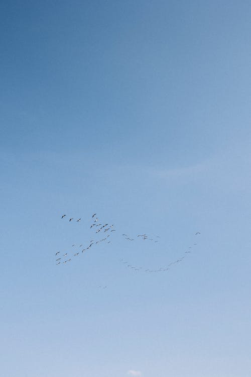 Foto d'estoc gratuïta de aviaris, bandada, cel clar