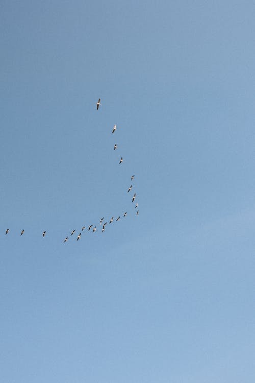 Fotobanka s bezplatnými fotkami na tému divočina, jasná obloha, kŕdeľ