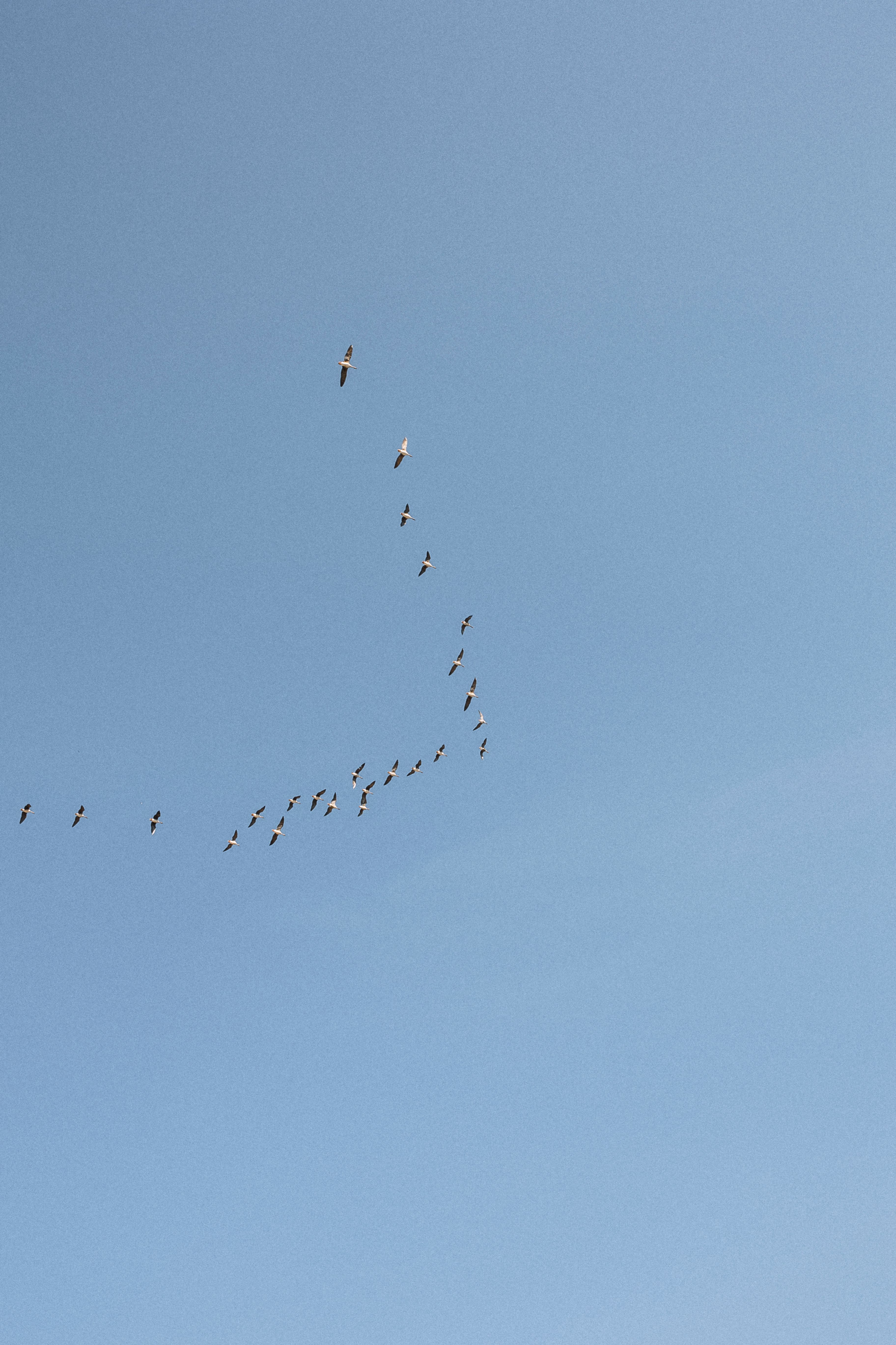 Photo of Flock Of Birds in the Sky · Free Stock Photo