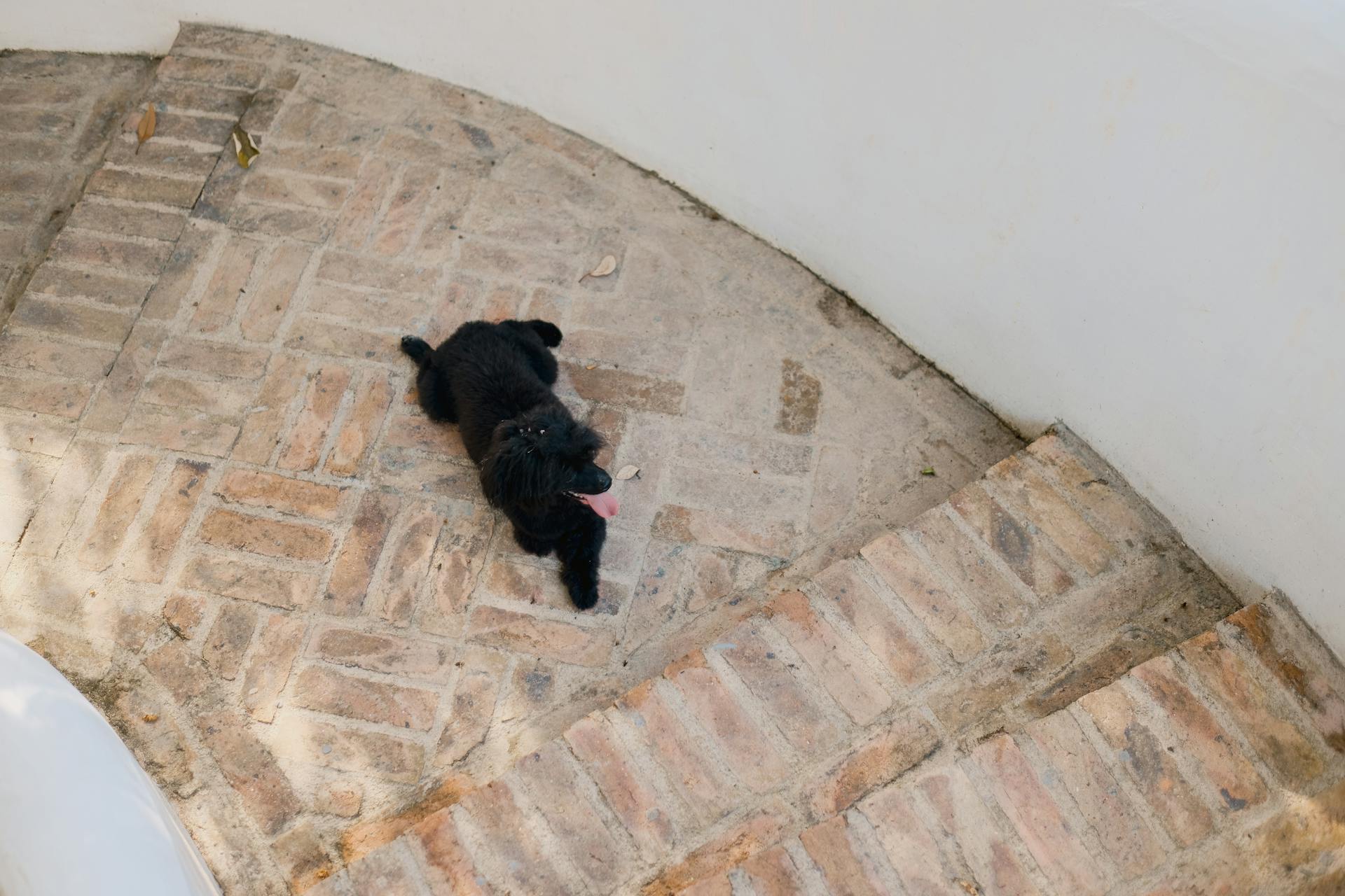 Black Poodle Lying on Brick Stairs