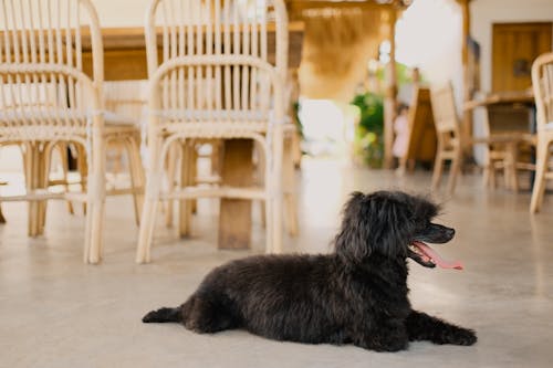 Gratis stockfoto met aan het liegen, dierenfotografie, hijgen